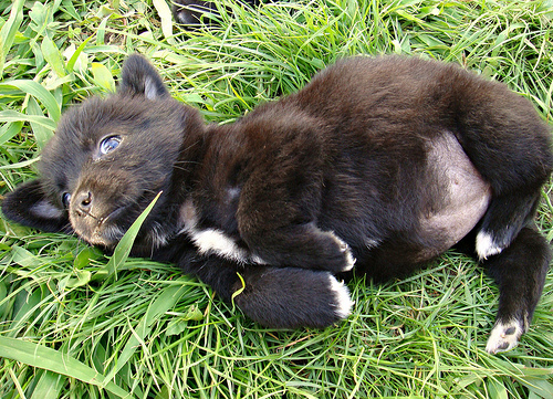 Stray puppy laying on a field