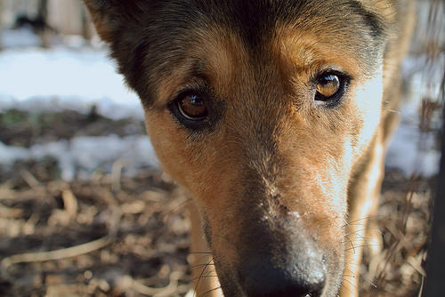 stray dog looking in camera